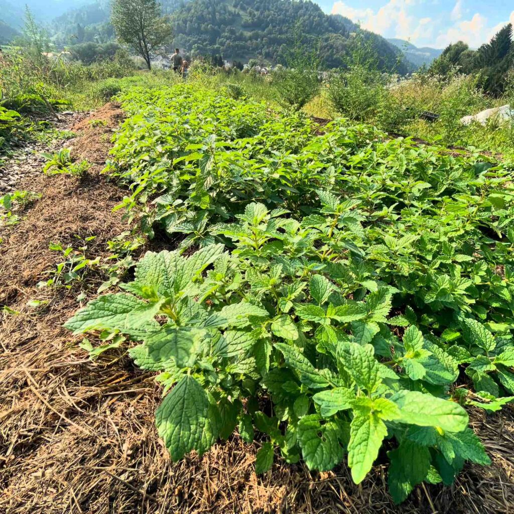 Viber image 2025 03 17 18 25 17 128