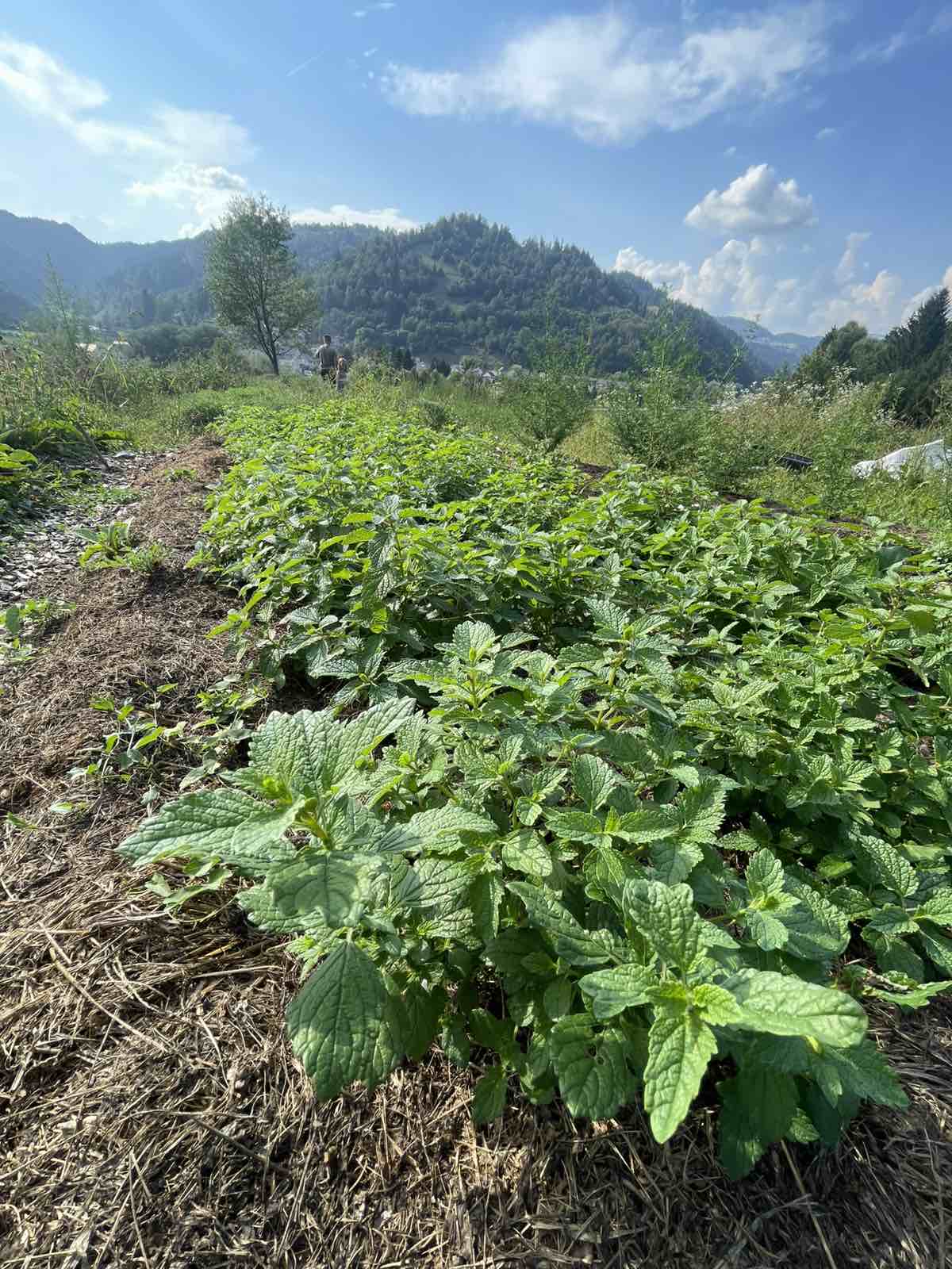 Viber image 2025 03 17 18 25 18 586